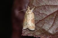 Nycteola revayana