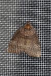 Ochropacha duplaris