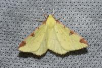 Opisthograptis luteolata