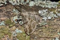 Peribatodes rhomboidaria rhomboidaria