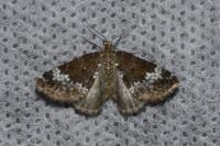 Perizoma alchemillata