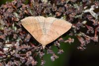 Polypogon plumigeralis
