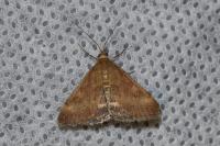 Pyrausta despicata