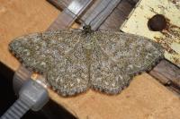 Scopula immorata