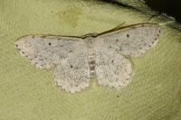 Scopula marginepunctata