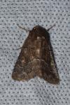 Thalpophila matura