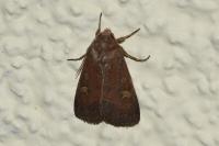 Xestia xanthographa