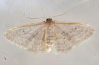 Idaea predotaria