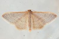 Idaea predotaria