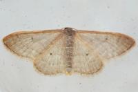 Idaea predotaria