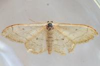 Idaea aversata
