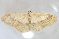 Idaea aversata