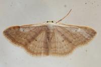 Idaea predotaria