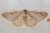Idaea predotaria
