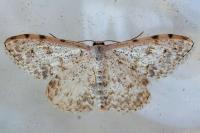 Scopula submutata roseonitens