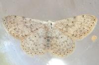 Scopula marginepunctata