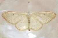 Idaea straminata