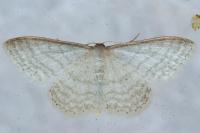 Idaea subsericeata