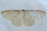Idaea subsericeata