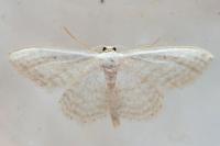 Idaea subsericeata