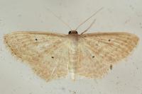 Scopula minorata