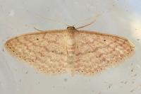 Scopula minorata