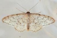 Scopula marginepunctata