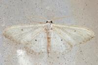 Idaea seriata