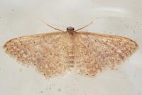Idaea sardoniata