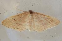 Idaea belemiata helianthemata