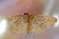 Idaea belemiata helianthemata