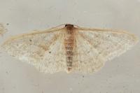 Idaea subsericeata