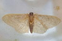 Idaea subsericeata