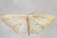 Scopula minorata
