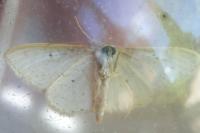 Scopula minorata
