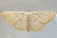 Scopula minorata