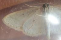 Scopula minorata