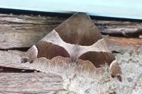 Dysgonia algira