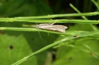Crambus lathoniellus