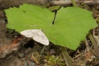 Xanthorhoe montanata
