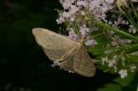 Anania fuscalis