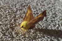 Ennomos alniaria