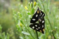 Anania funebris