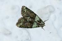 Cryphia algae