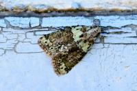 Cryphia algae