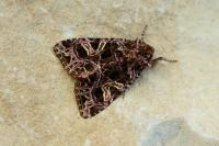 Sideridis rivularis