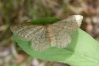 Idaea dilutaria
