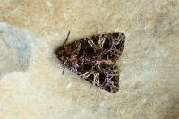 Sideridis rivularis
