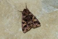 Sideridis rivularis