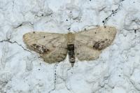 Idaea dimidiata